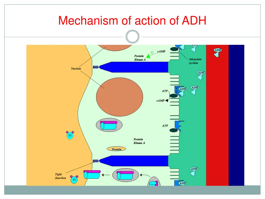 mechanism of action of adh