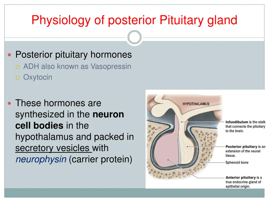 physiology of posterior pituitary gland