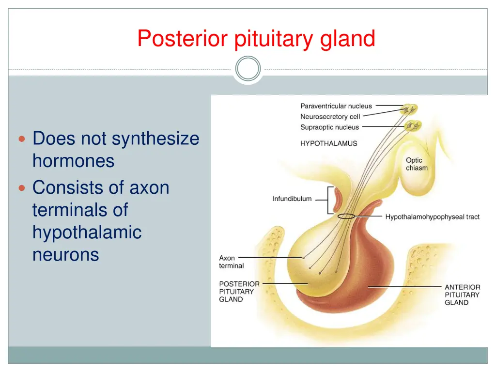 posterior pituitary gland