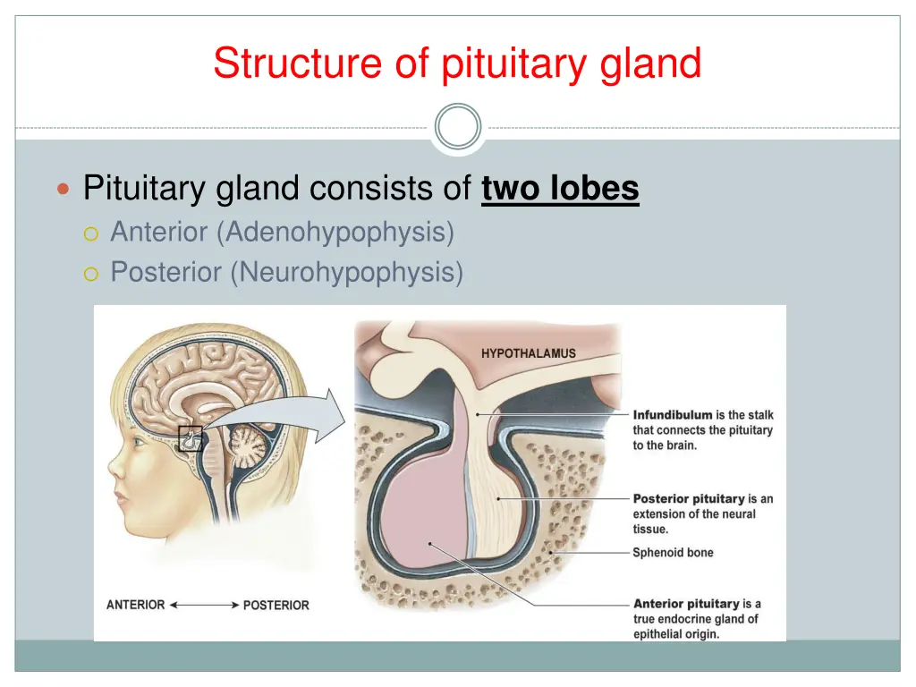 structure of pituitary gland