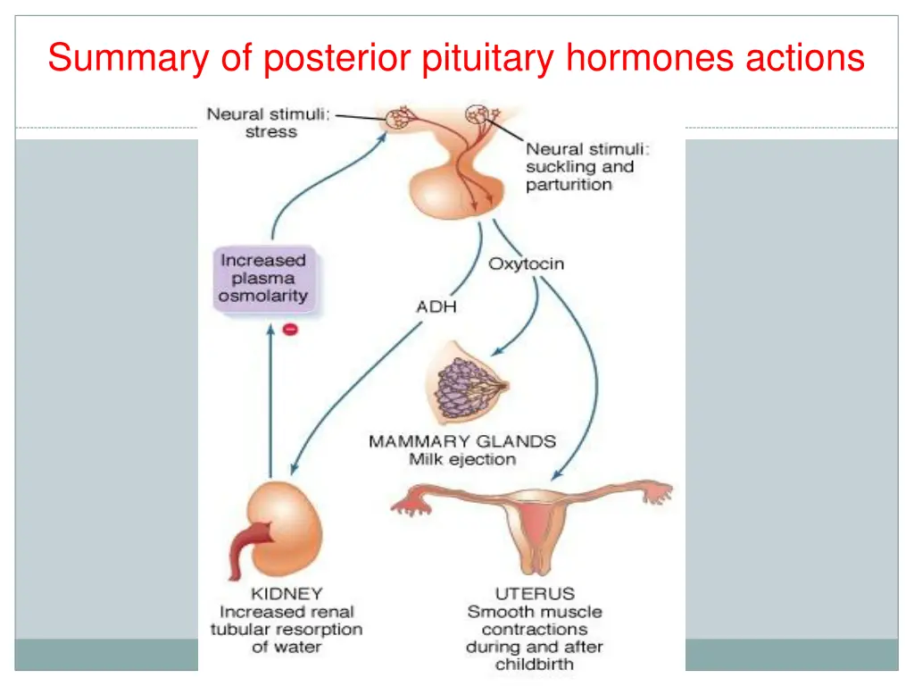 summary of posterior pituitary hormones actions