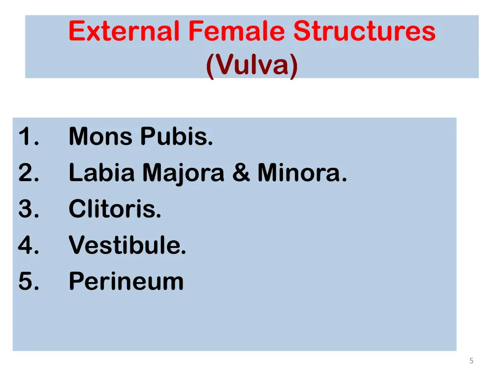 external female structures vulva