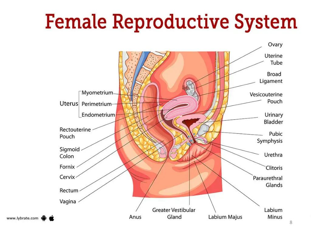 slide8
