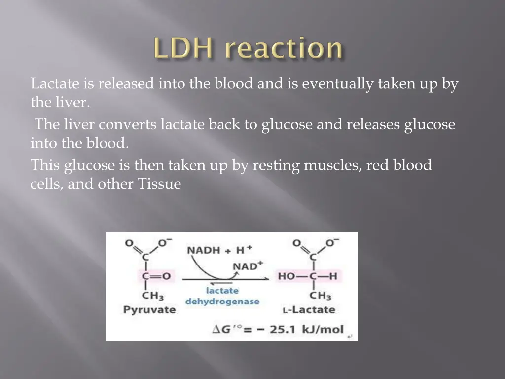 lactate is released into the blood