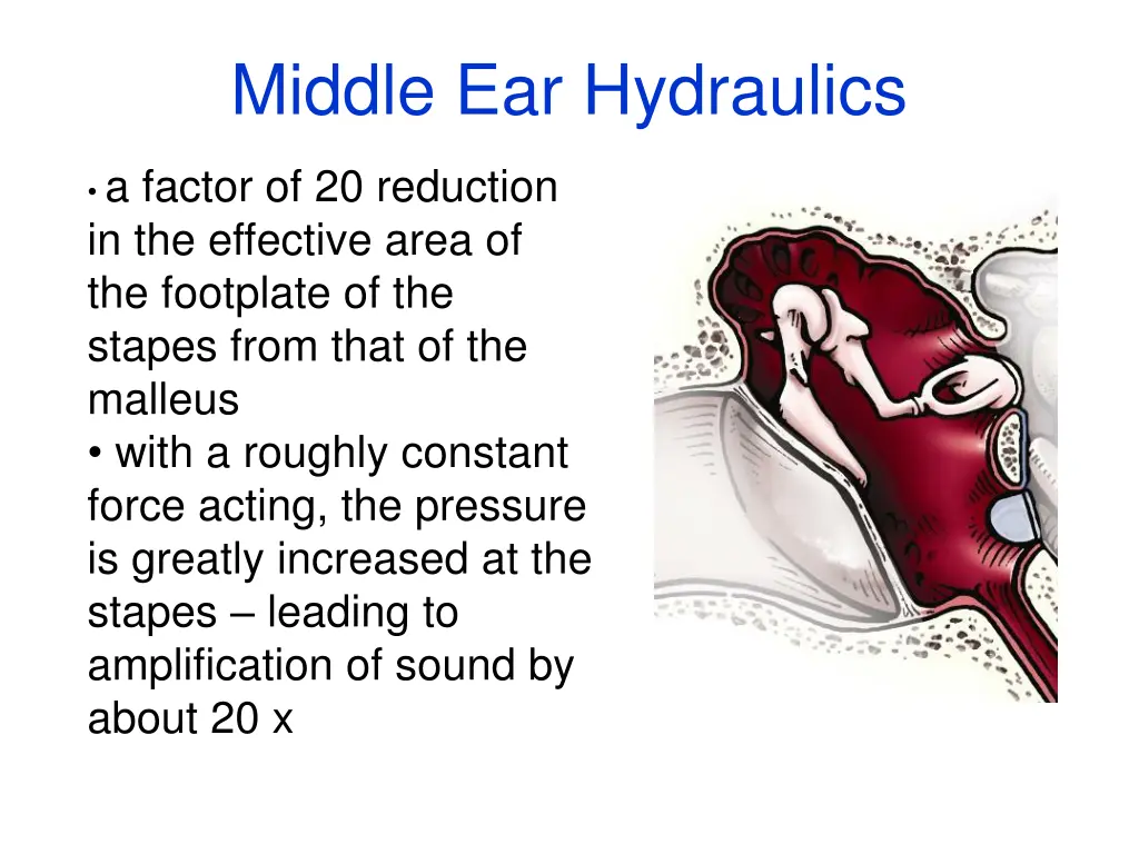 middle ear hydraulics