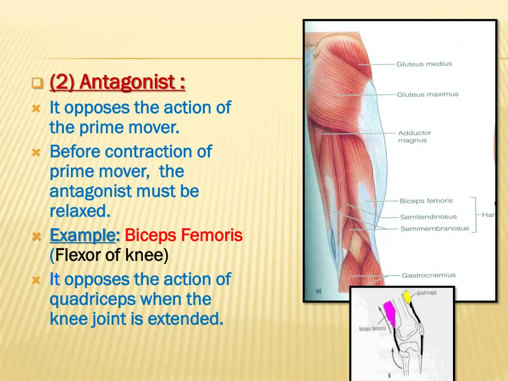 2 antagonist 2 antagonist it opposes the action