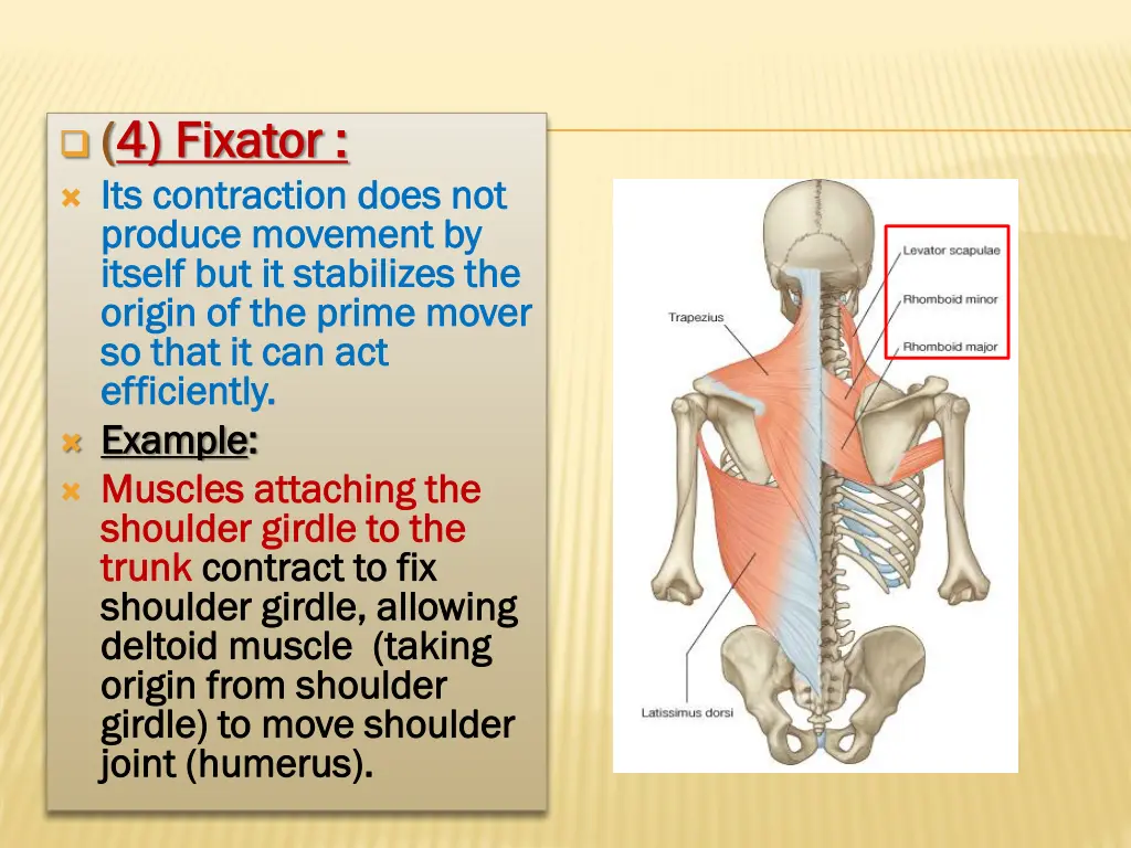 4 4 fixator fixator its contraction does