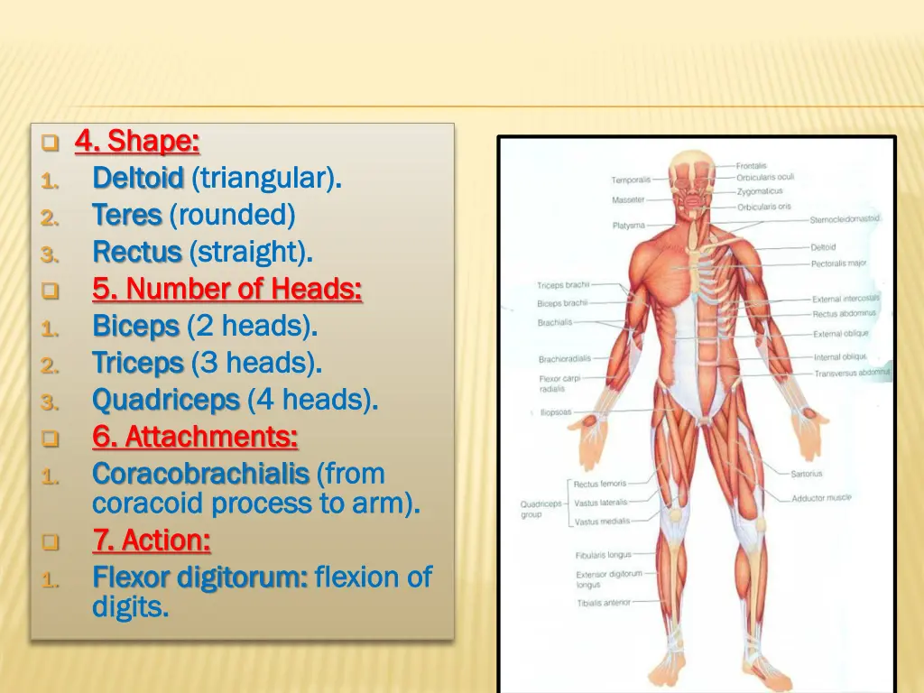 4 shape 4 shape 1 1 deltoid deltoid triangular