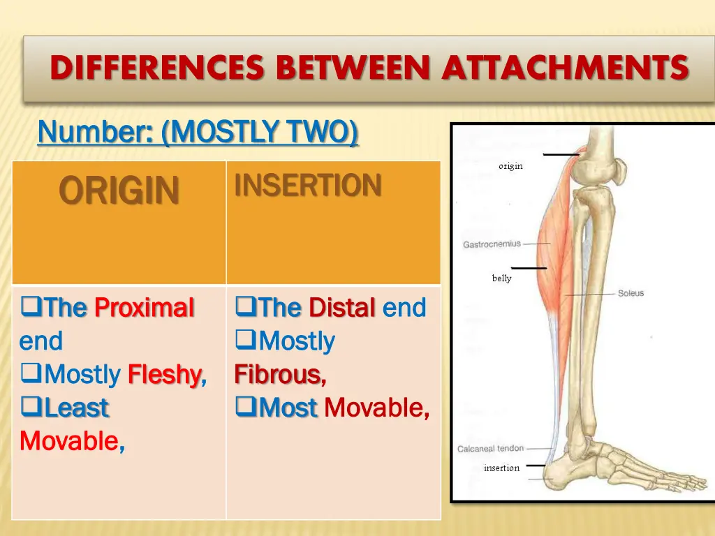 differences between attachments