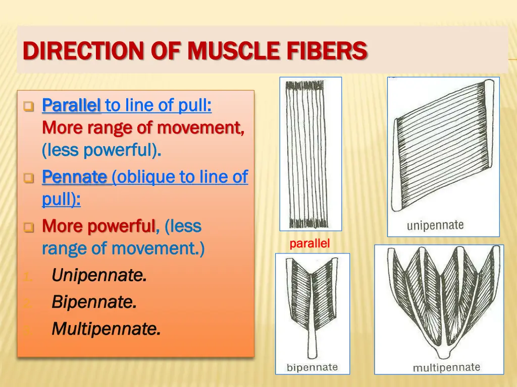direction of muscle fibers direction of muscle
