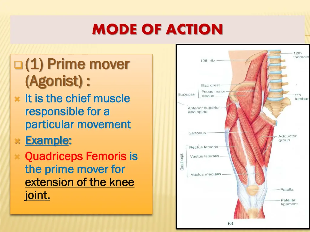 mode of action