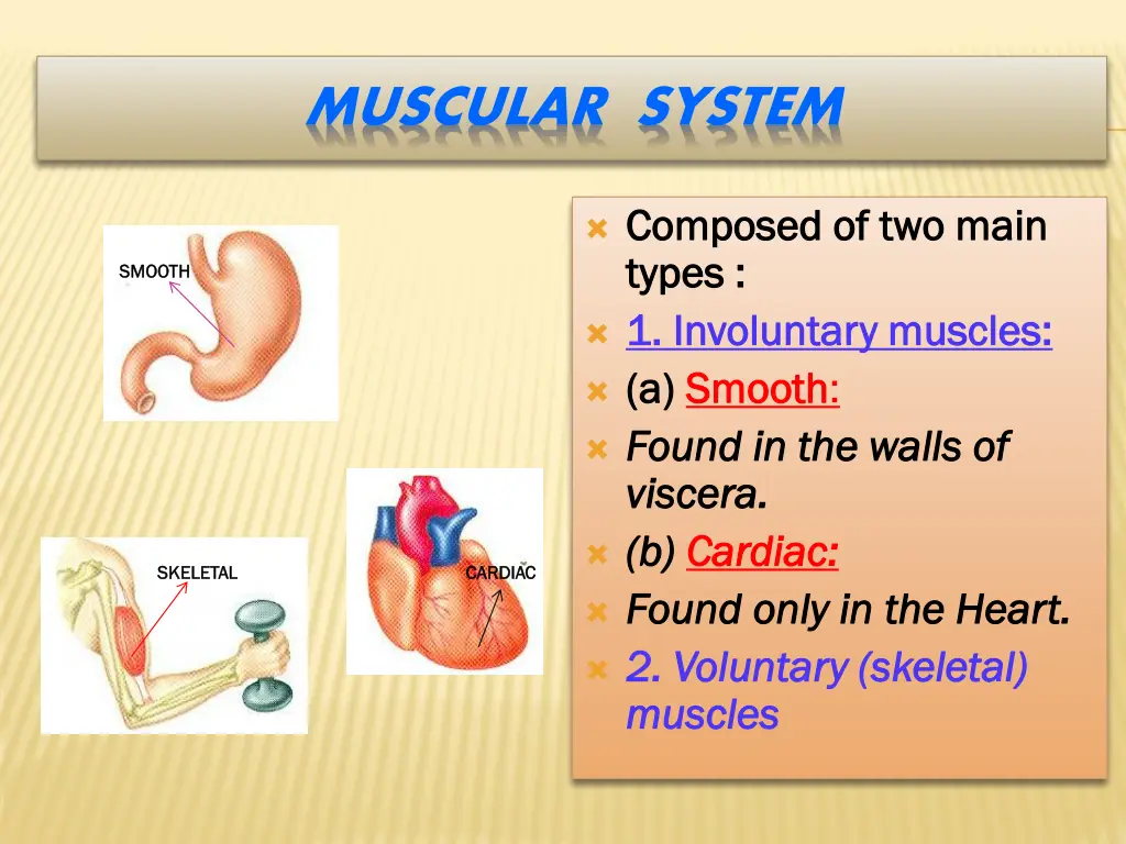 muscular system
