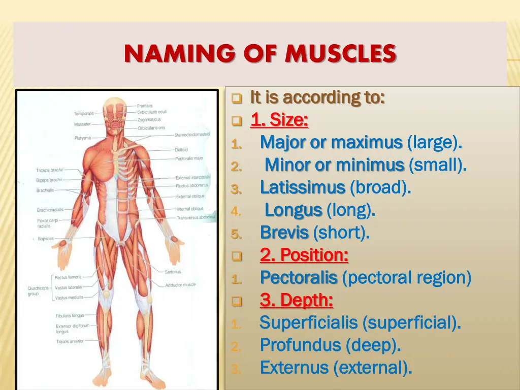 naming of muscles
