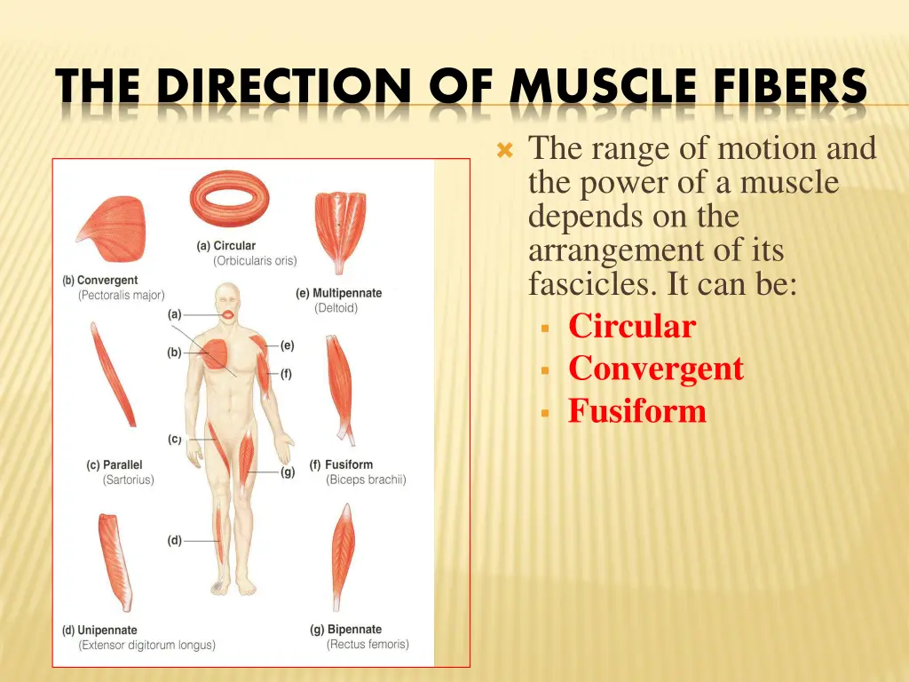 the direction of muscle fibers