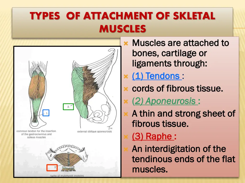 types of attachment of skletal muscles muscles