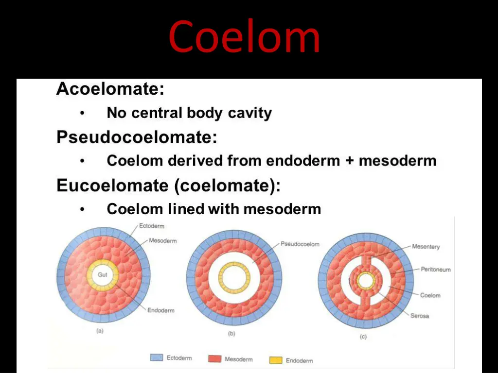 coelom 1