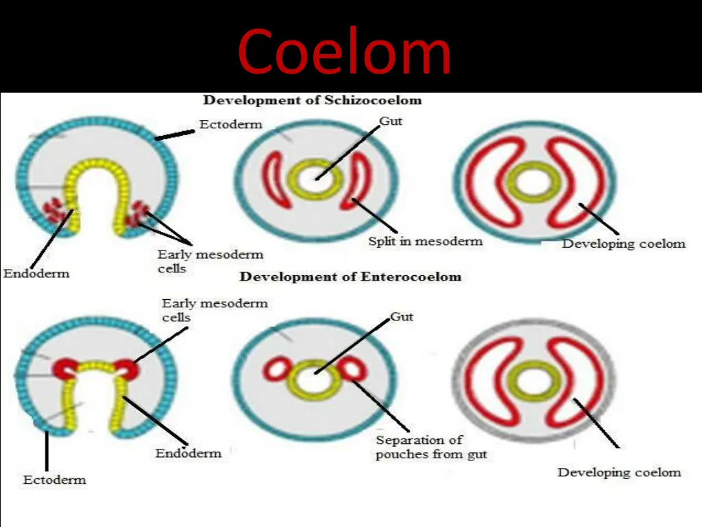 coelom 2