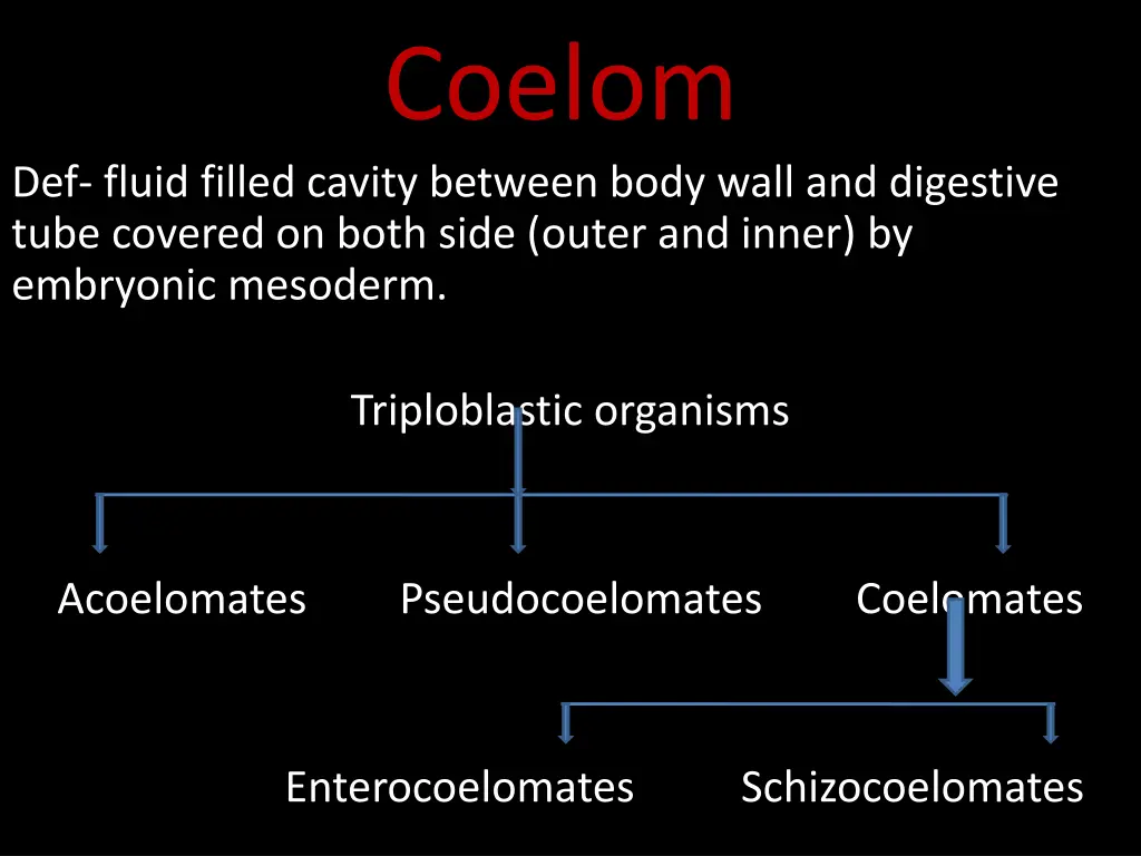 coelom