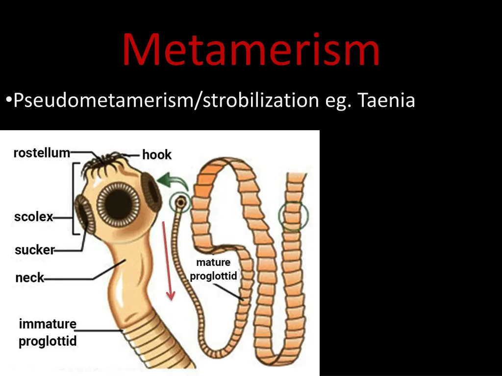 metamerism pseudometamerism strobilization