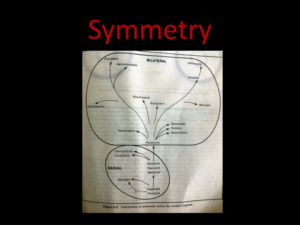 symmetry 2