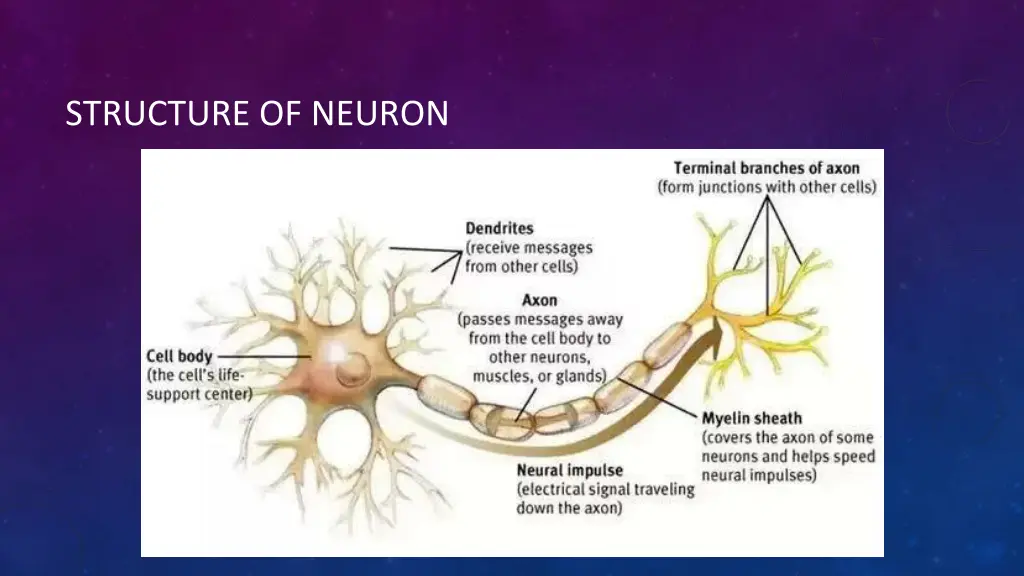 structure of neuron