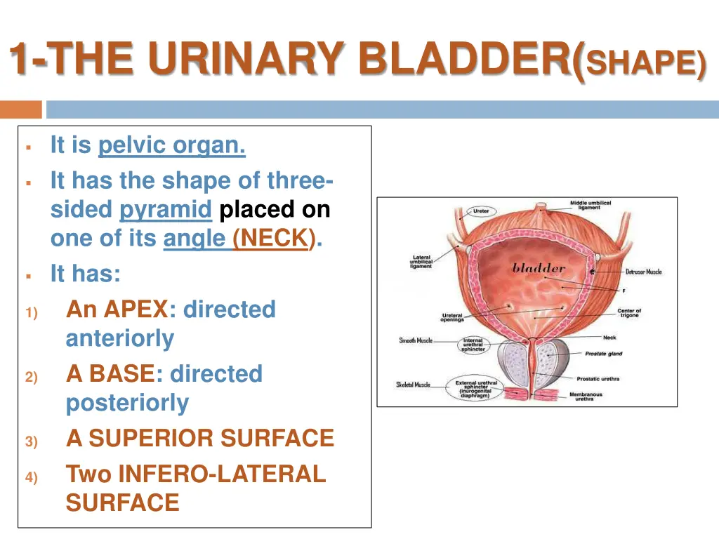 1 the urinary bladder shape