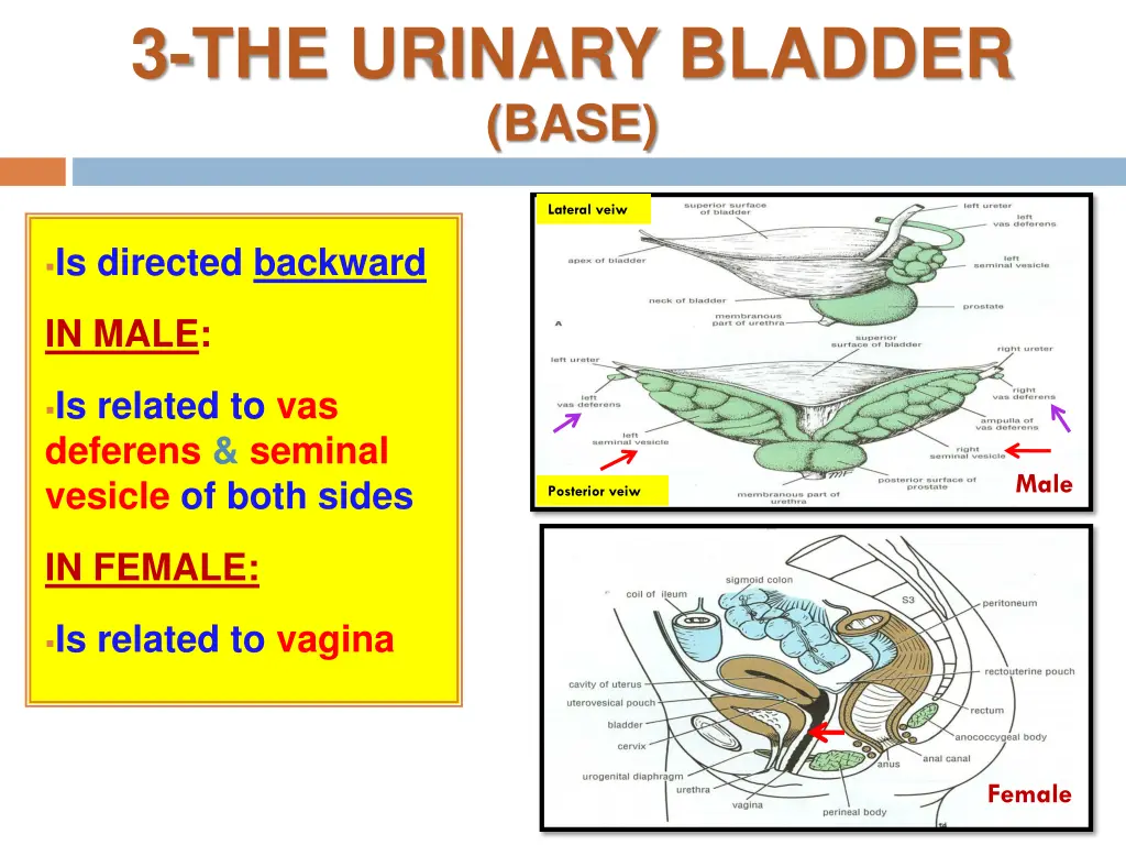 3 the urinary bladder base