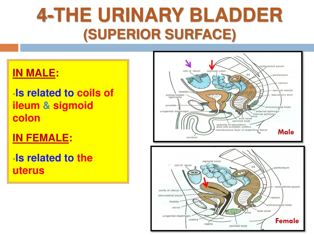 4 the urinary bladder superior surface