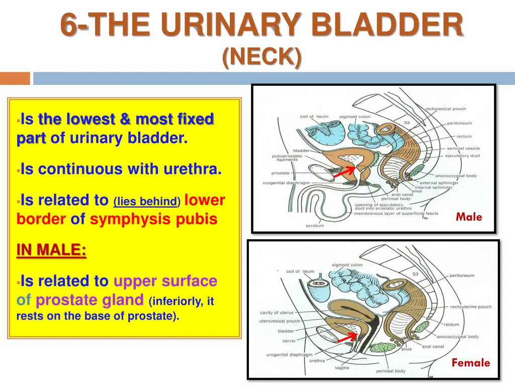 6 the urinary bladder neck