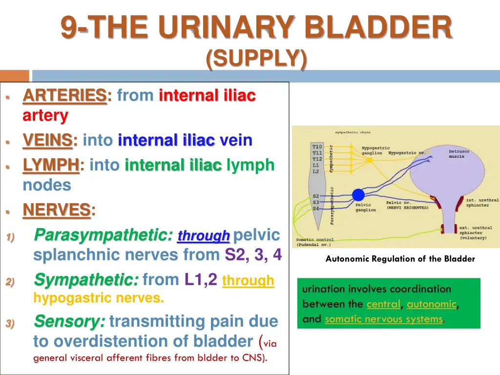 9 the urinary bladder supply