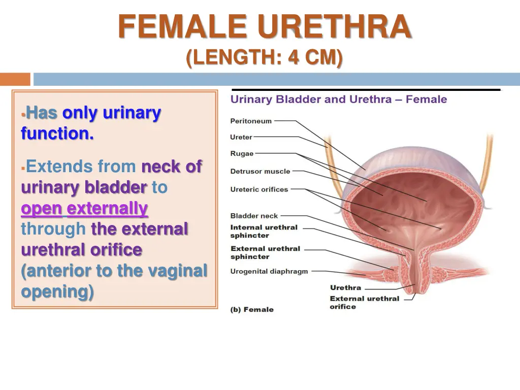 female urethra length 4 cm