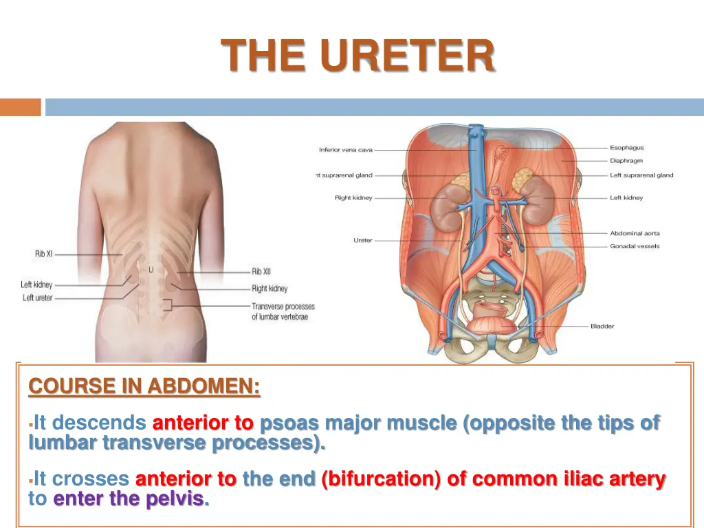 the ureter 1