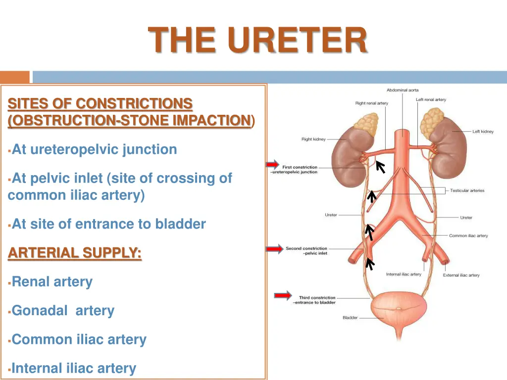 the ureter 3