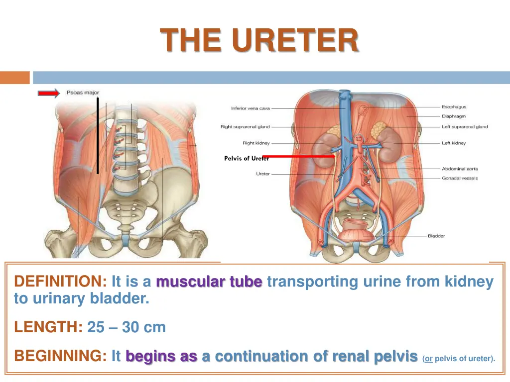 the ureter