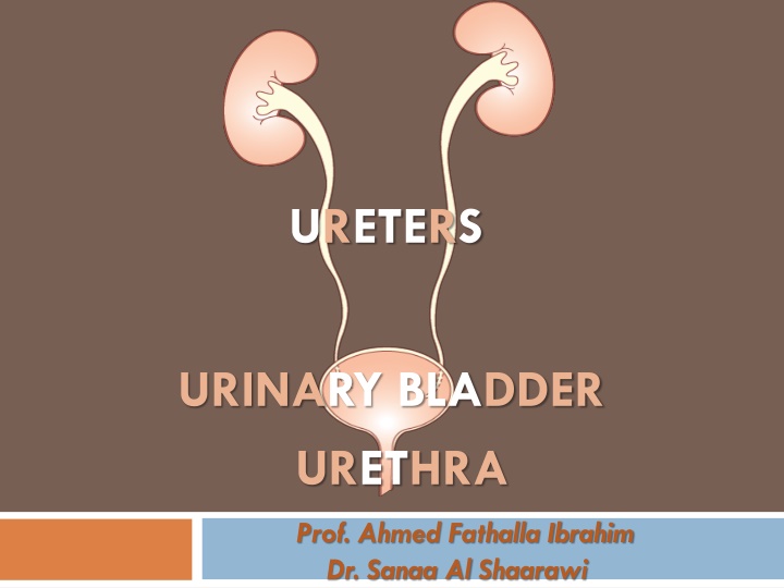 ureters