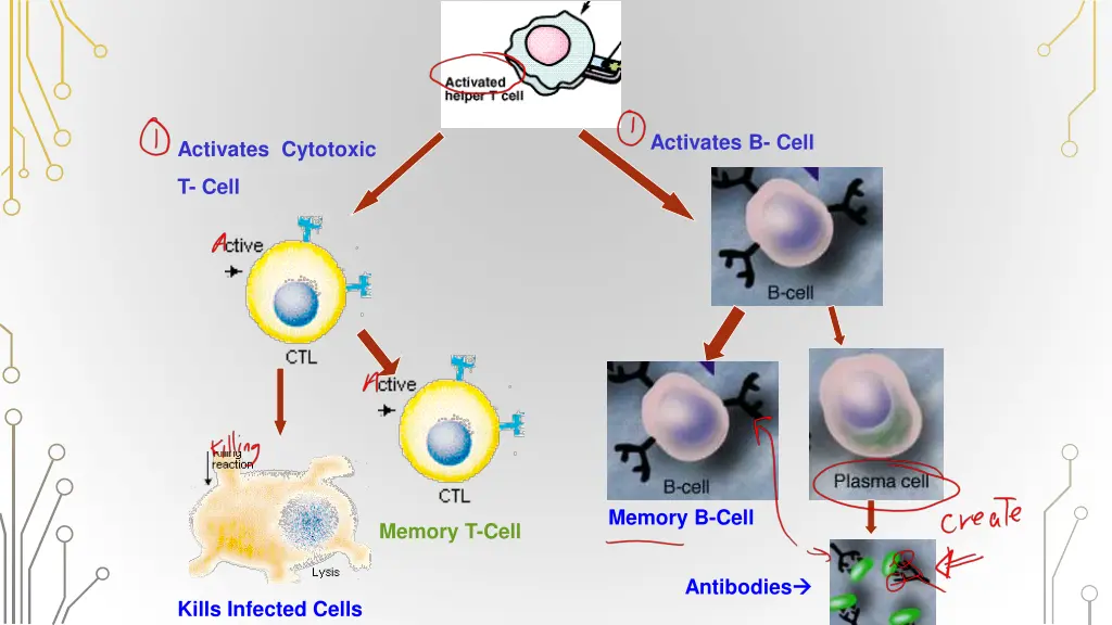 activates b cell