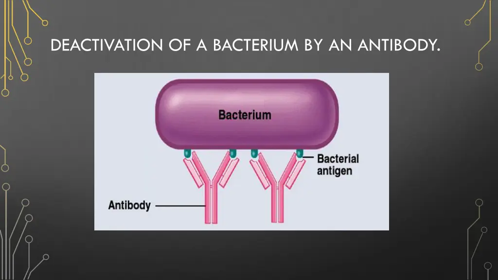 deactivation of a bacterium by an antibody