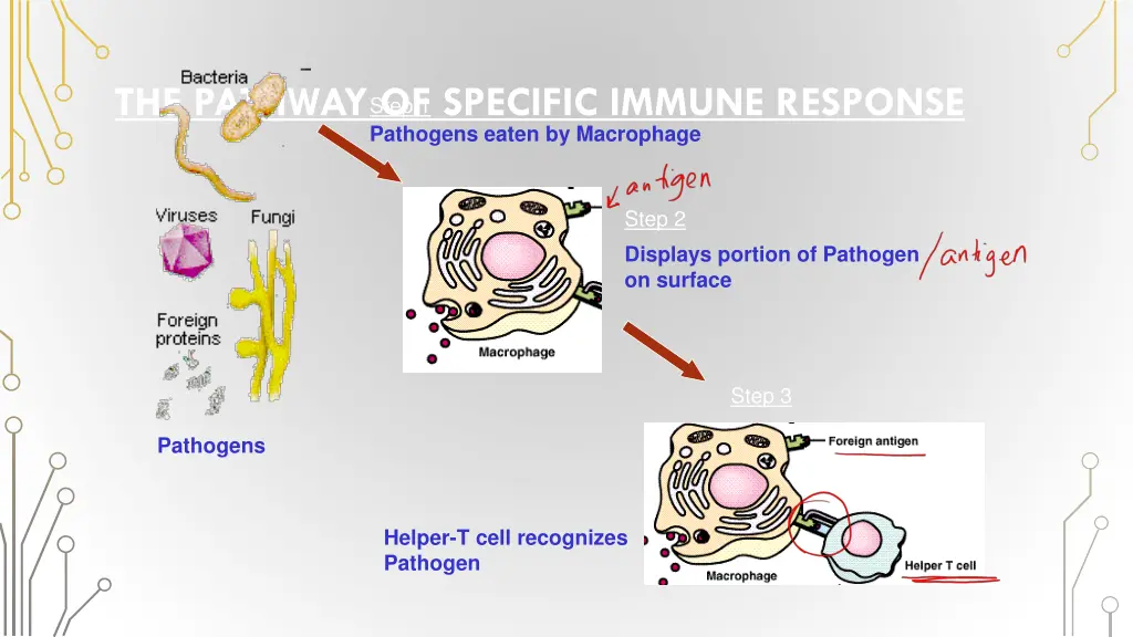 the pathway of specific immune response pathogens