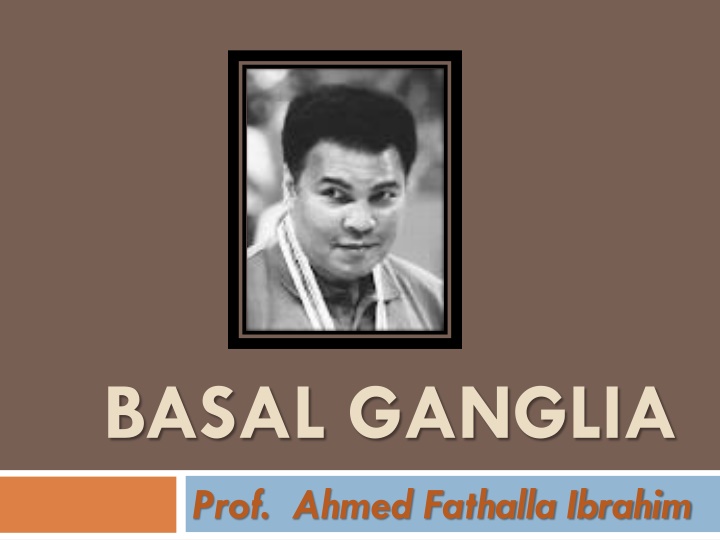 basal ganglia