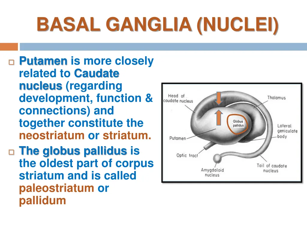 basal ganglia nuclei 2