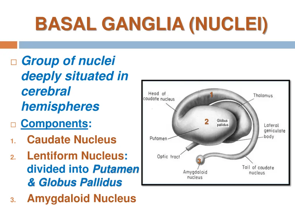 basal ganglia nuclei