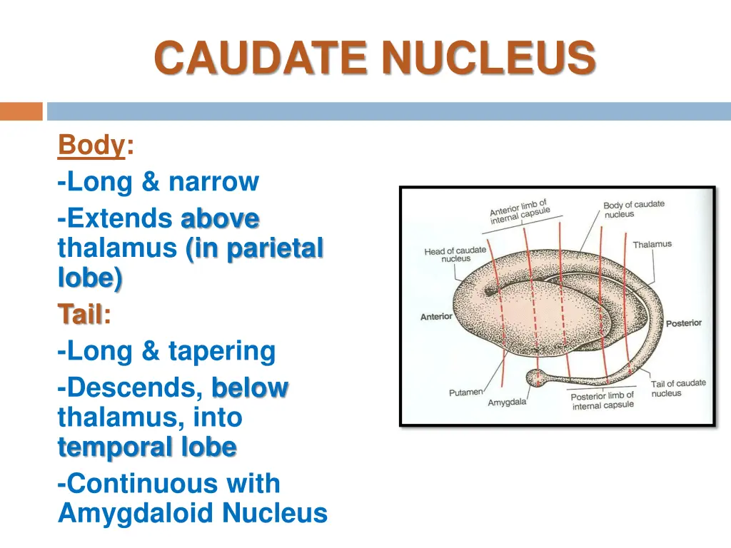 caudate nucleus 1