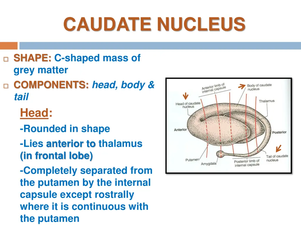 caudate nucleus