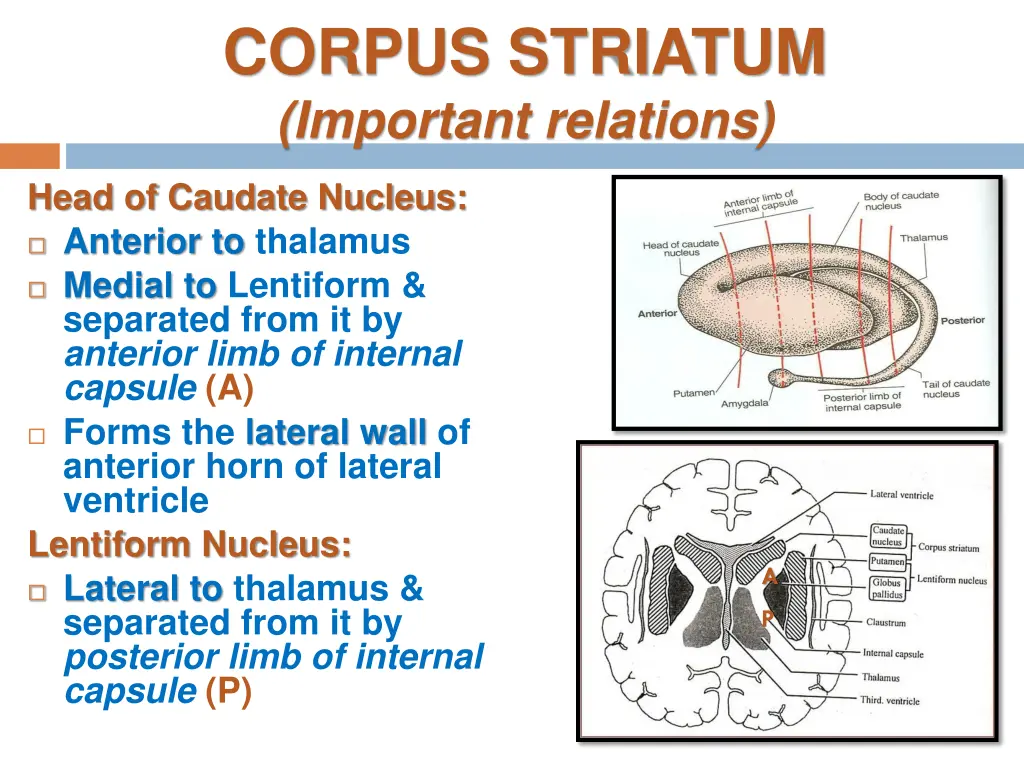 corpus striatum important relations