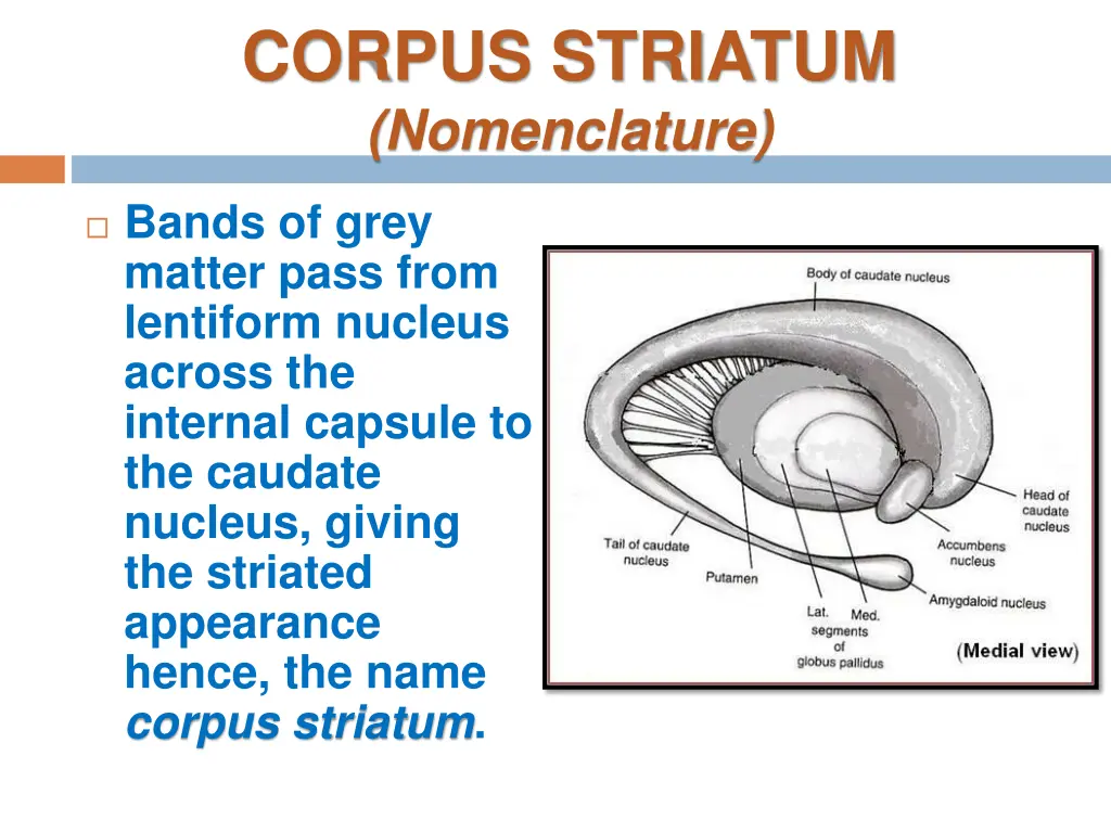 corpus striatum nomenclature