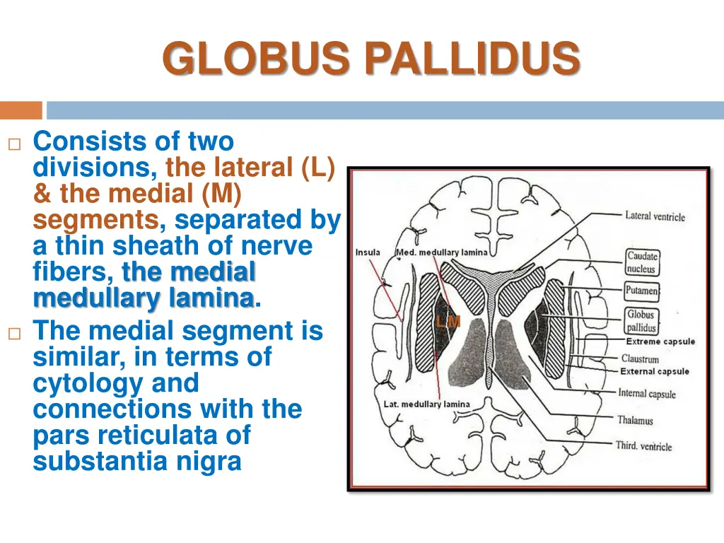 globus pallidus