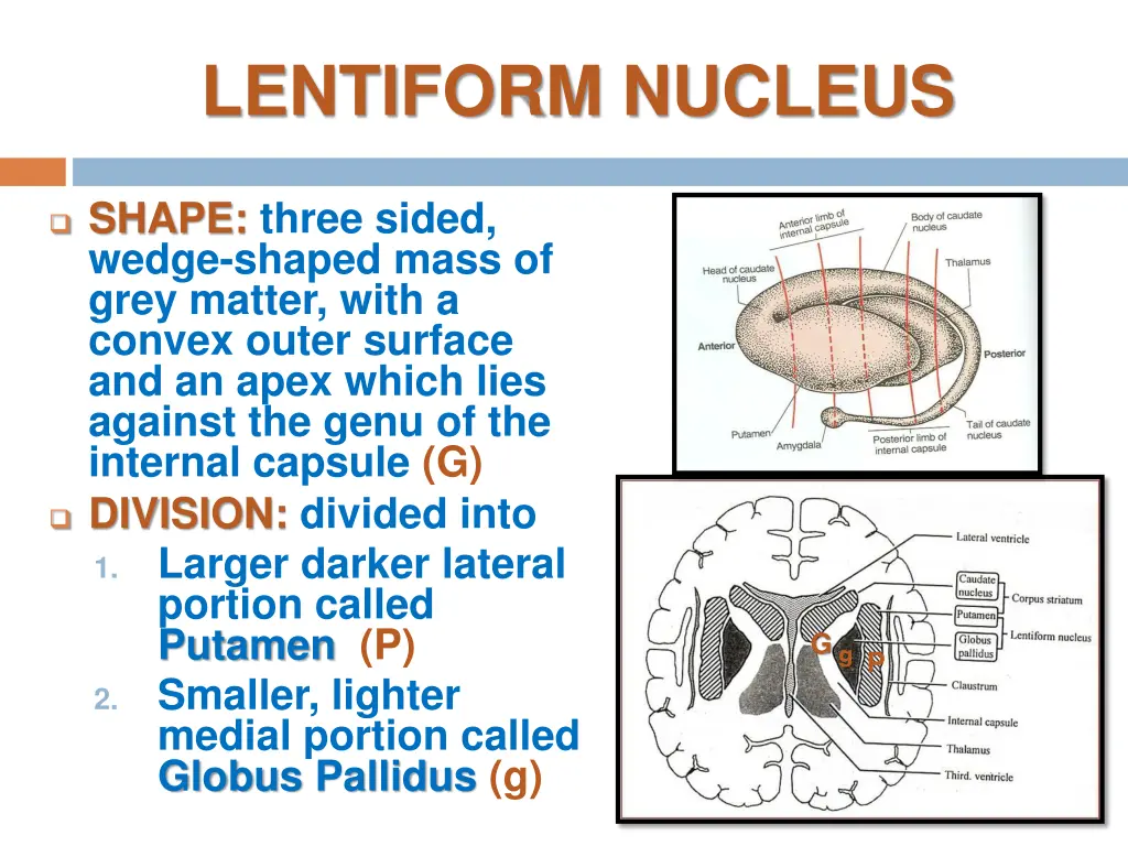 lentiform nucleus