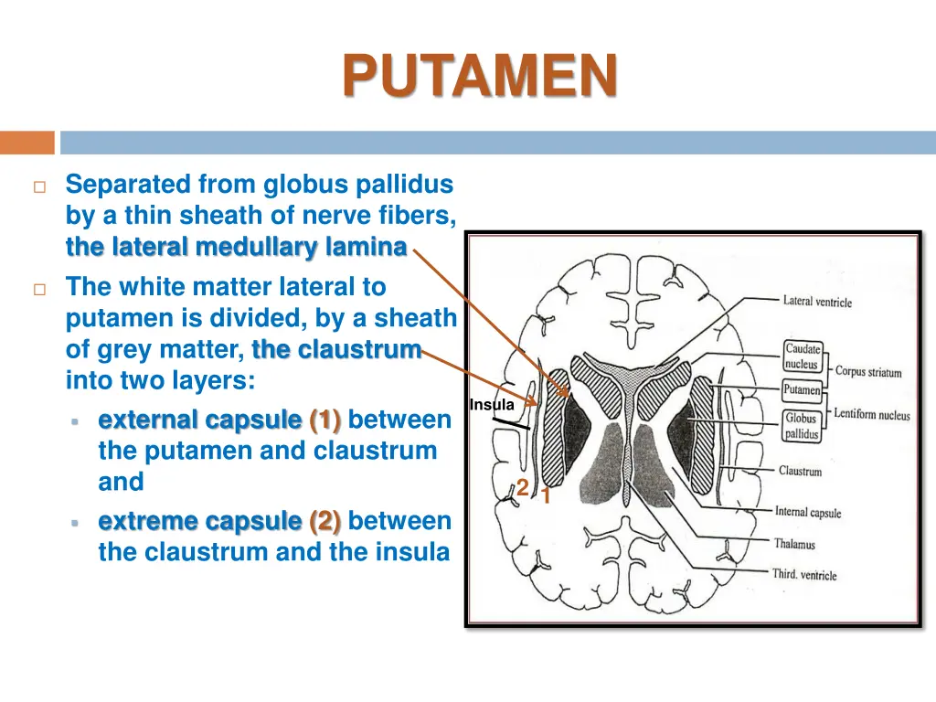 putamen