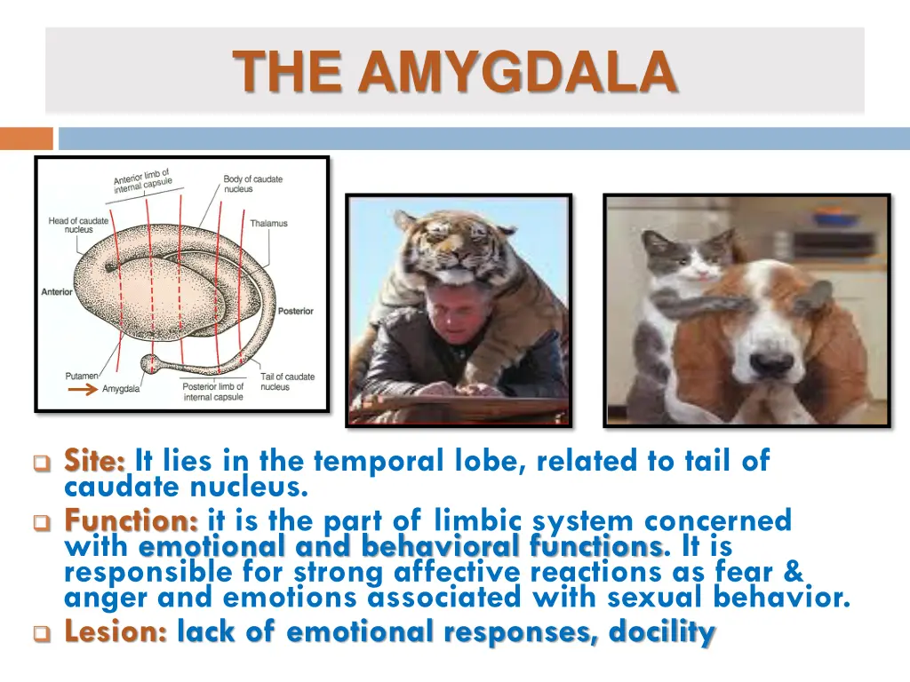 the amygdala