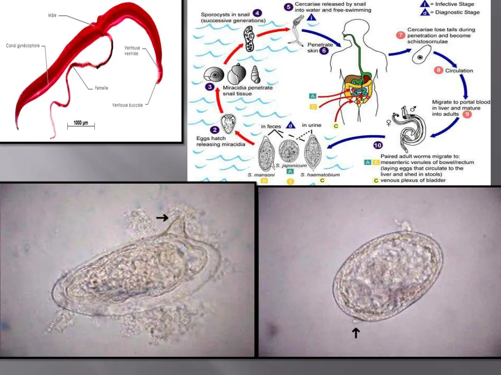 slide11